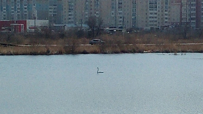 Жителей Чурилово удивили лебеди на местном пруду. ВИДЕО