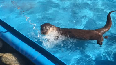 В День космонавтики в зоопарке «запустили» выдр