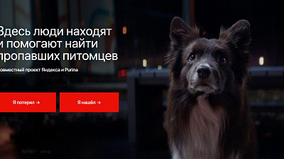 В Челябинске может начать работу сервис по поиску потерявшихся домашних животных