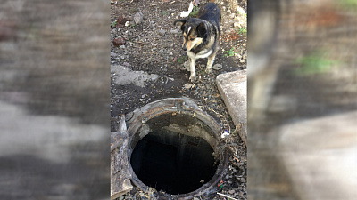 В Магнитогорске щенок провалился в открытый колодец