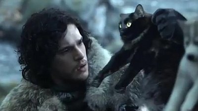 Эта кошка снялась во всех ваших любимых фильмах и всего за полгода