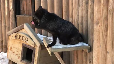Лисичка или кошечка? В Челябинском зоопарке один зверь прикидывается другим