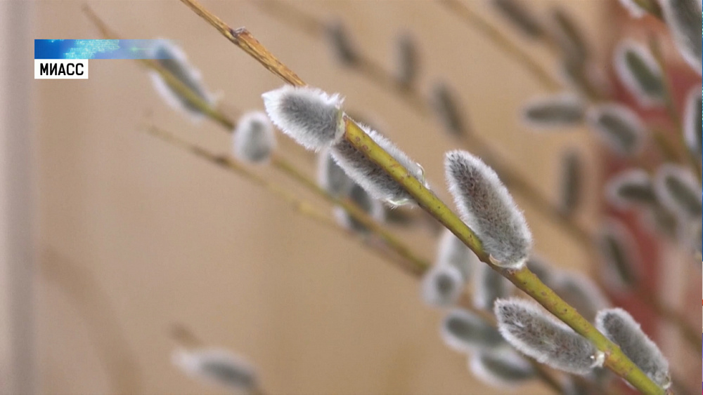 Православные отметят Вербное воскресенье