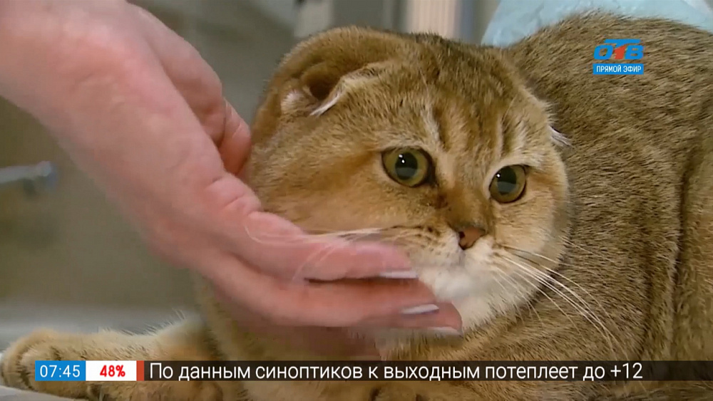 Пушистое утро — посторонние предметы в желудке