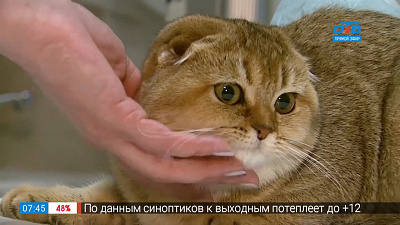 Пушистое утро — посторонние предметы в желудке