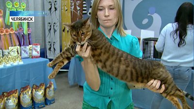 «Игрушечных тигров» показали челябинцам