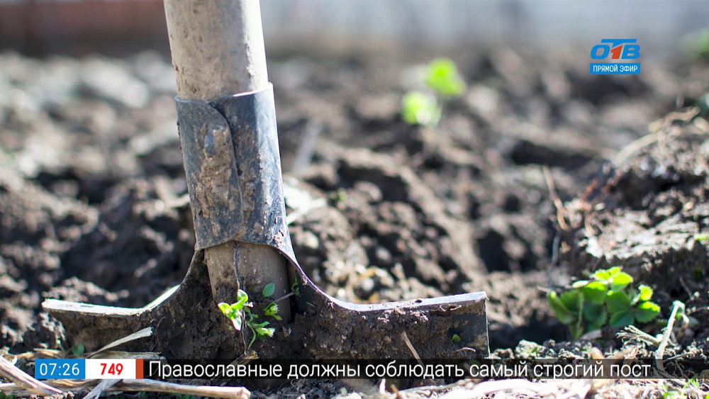 Садовые истории — уборка старой листвы