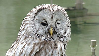 Открывшийся фонтан в сквере на площади Революции обжила настоящая сова. ВИДЕО