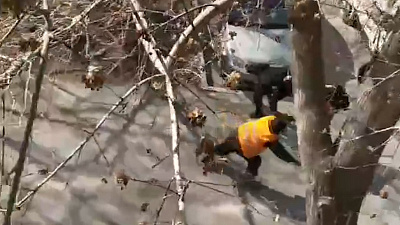 Кошка 4 дня была заложницей высокого дерева и собственного страха. Видео спасения