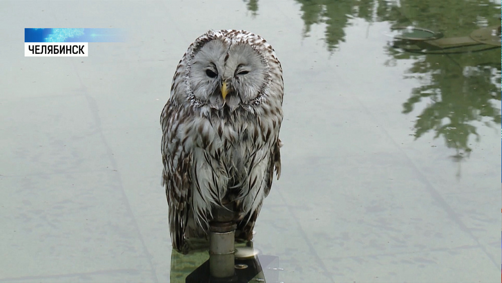 Сова решила отдохнуть у фонтана