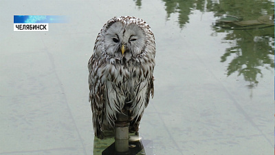 Сова решила отдохнуть у фонтана