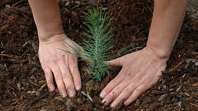 В Челябинской области появится 250 гектаров молодого леса