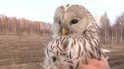 «Ну, что, красотка, на волю?». Любительницу фонтанов отпустили на природу. ВИДЕО
