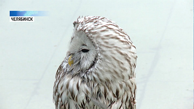 Сову, найденную у фонтана, отпустили в лес