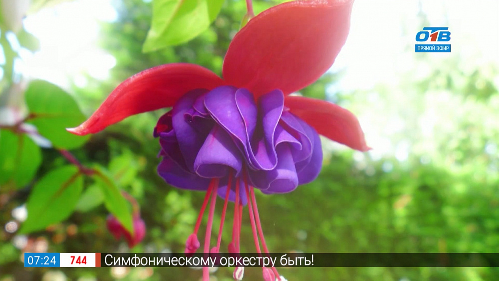 Садовые истории — разведение фуксий