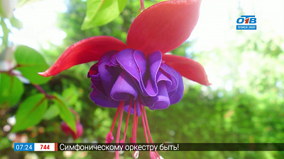 Садовые истории — разведение фуксий