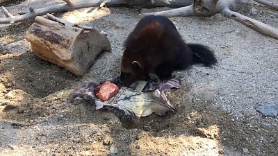 Опасный хищник или пушистый милаш? Челябинскую росомаху угостили мясом в шубе