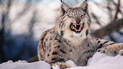 В Челябинской области впервые засняли дикую рысь. ВИДЕО
