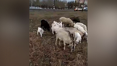 Козлы пришли на субботник. ВИДЕО