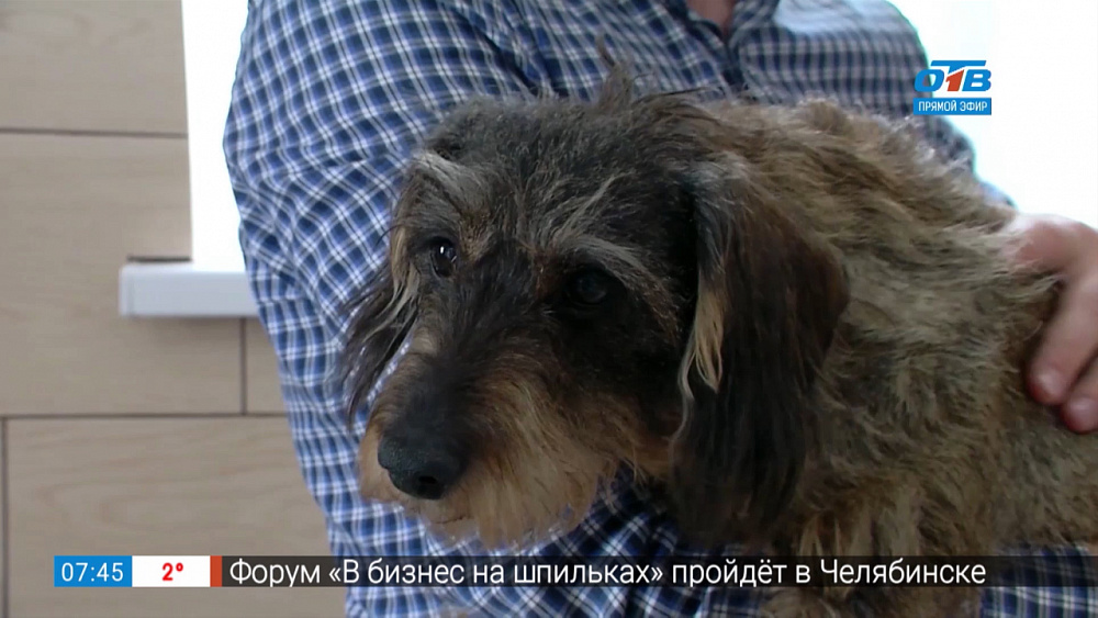 Пушистое утро — клещи у животных