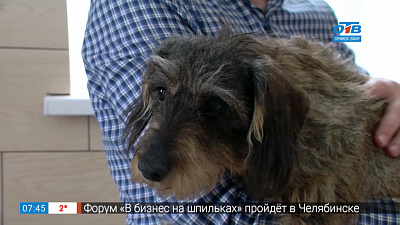 Пушистое утро — клещи у животных