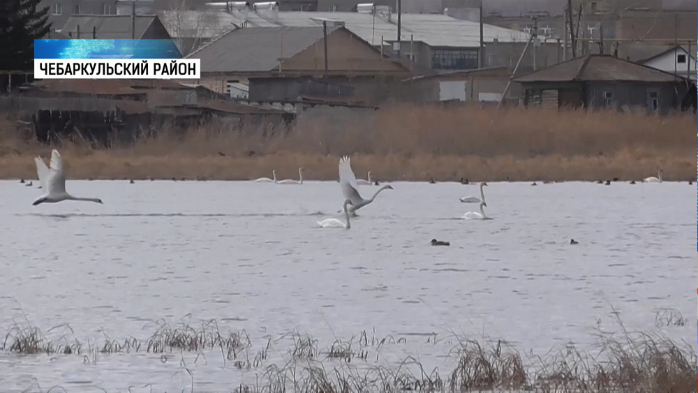 В Кундравы прилетела стая лебедей