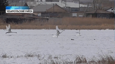 В Кундравы прилетела стая лебедей