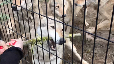 Какие игры предпочитают волки и что общего у них с собаками. ВИДЕО