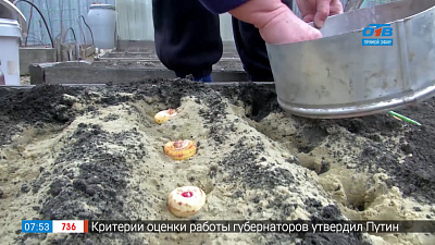 Садовые истории — посадка гладиолусы