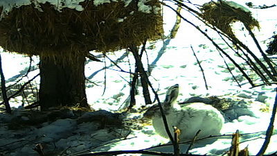 На Черной скале Таганая теперь можно повстречать зайца-беляка. ВИДЕО