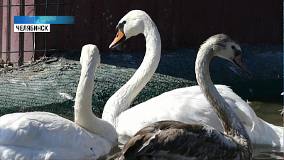 Лебедь Гоша готовится вернуться в дикую природу