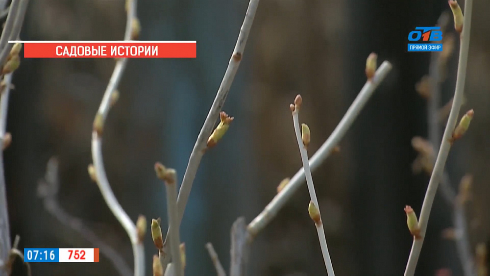 Садовые истории — обрезка смородины