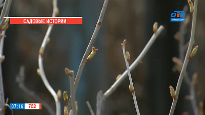 Садовые истории — обрезка смородины