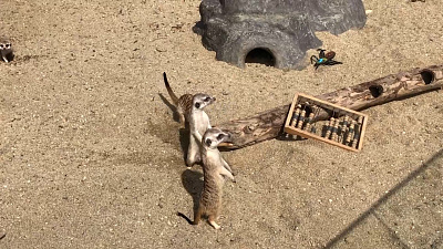 В Челябинском зоопарке сурикаты отмечают потепление. ВИДЕО