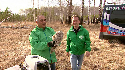 Челябинские зоозащитники выходили раненных животных и выпустили на волю. ВИДЕО Челябинские зоозащитники выходили раненных животных и выпустили на волю. ВИДЕО