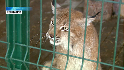 Зоозащитники выпустили животных на волю