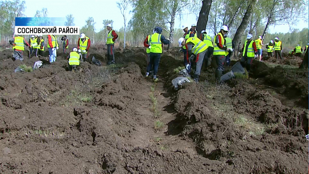 14 000 деревьев посадили в Сосновском районе