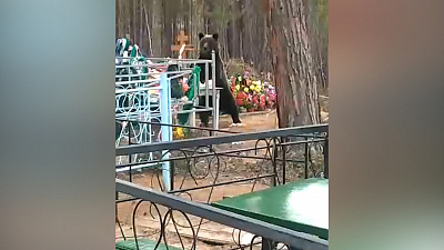 Медведя, поедающего конфеты на кладбище, засняли очевидцы