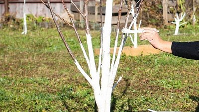 В Челябинске приостановили побелку деревьев 