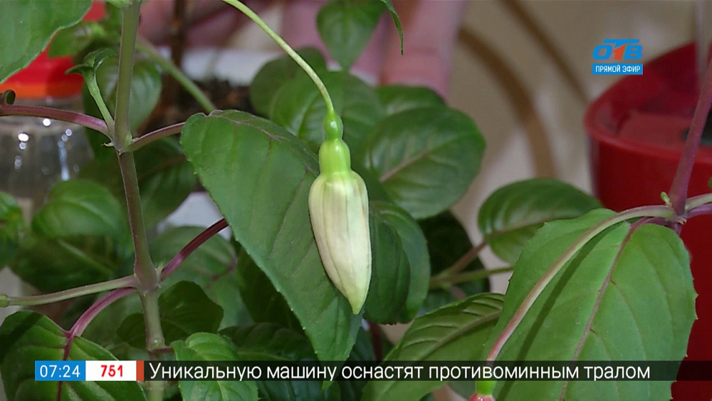 Садовые истории — черенкование фуксий