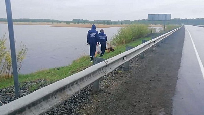 Больше сотни людей ищут пропавших школьниц из южноуральского села