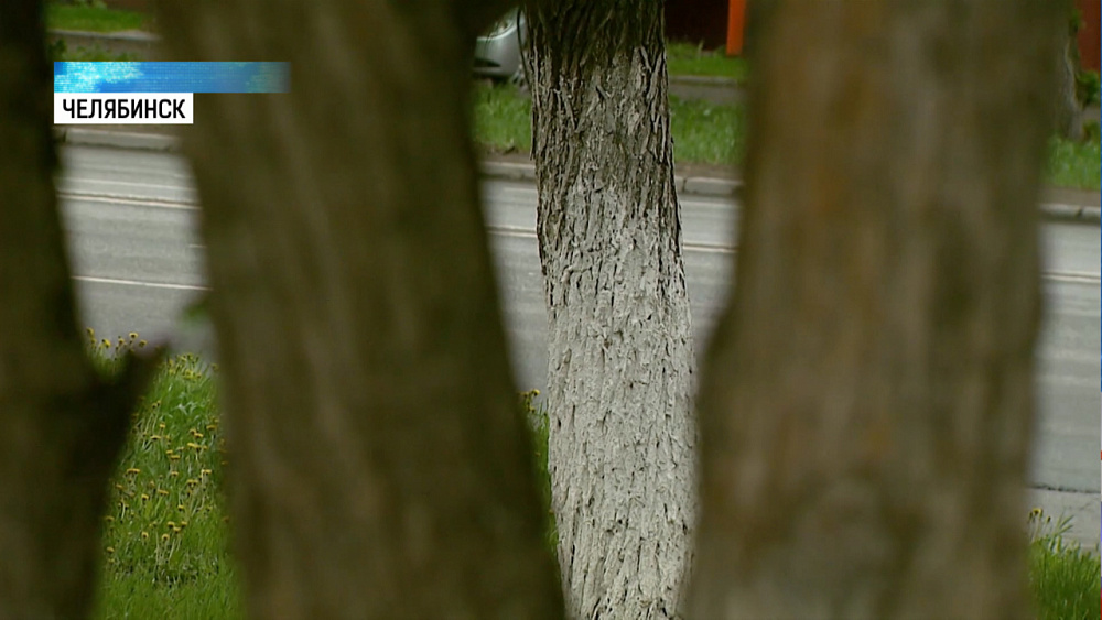 Власти приостановили побелку деревьев