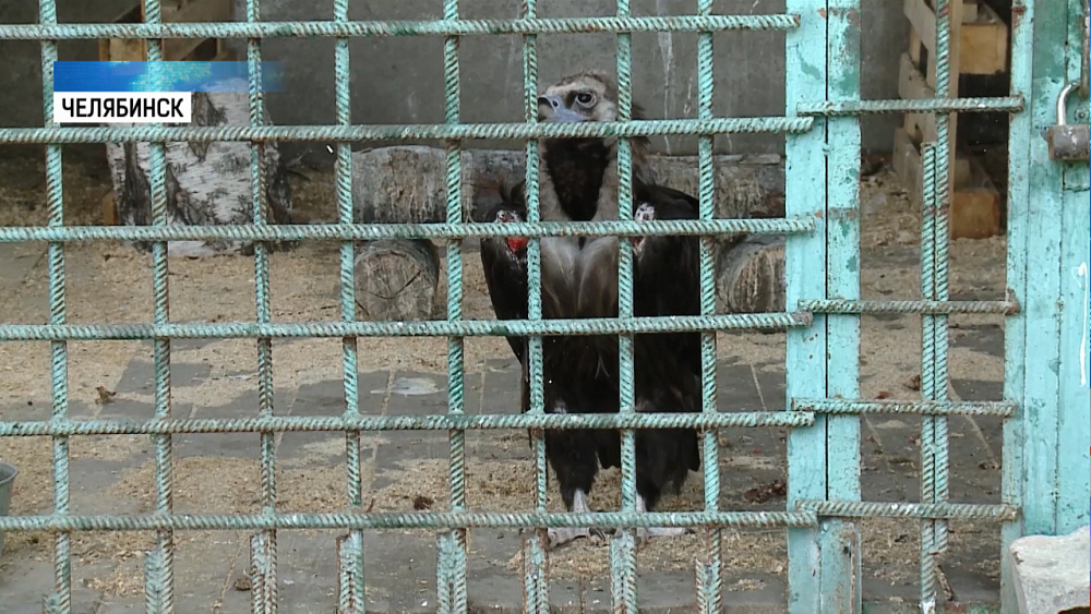 Орлам из приюта требуются новые вольеры