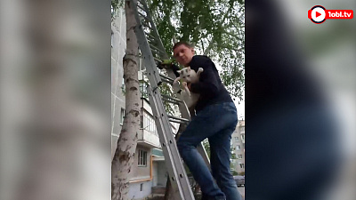 Обессиленную кошку, сидящую с 9 мая на дереве, спасли на Южном Урале. ВИДЕО