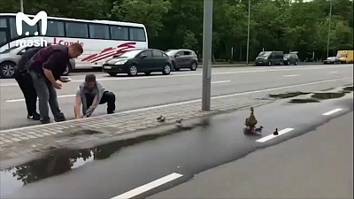 Утиные истории из Москвы со счастливым концом. Видео дня