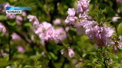 Челябинцы в восторге от цветущей сакуры