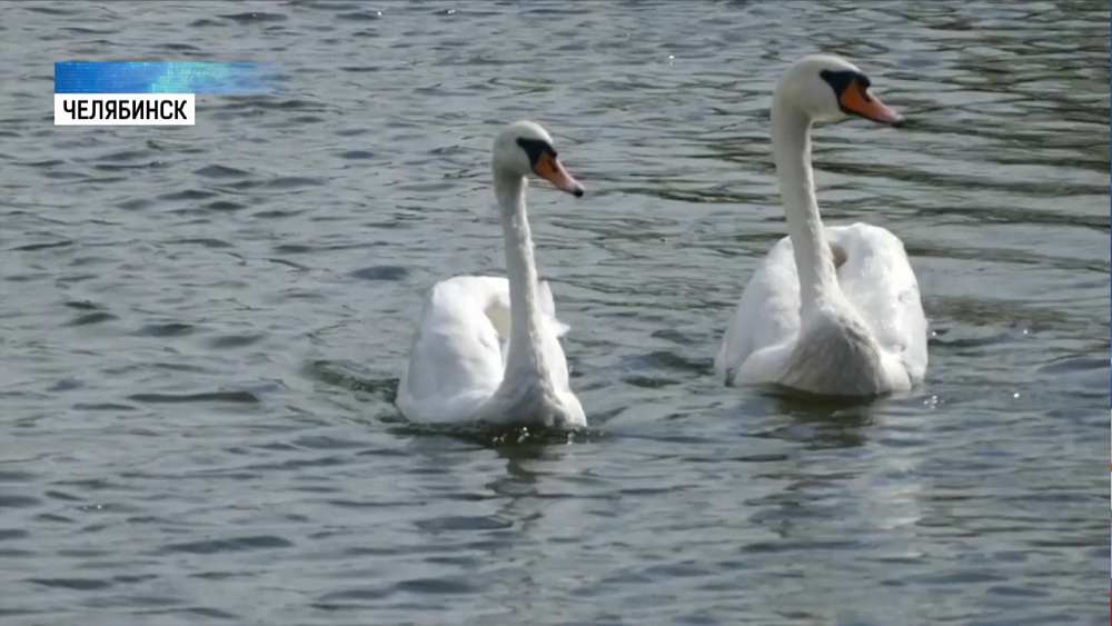 В Копейске создали лебединый санаторий