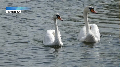 В Копейске создали лебединый санаторий