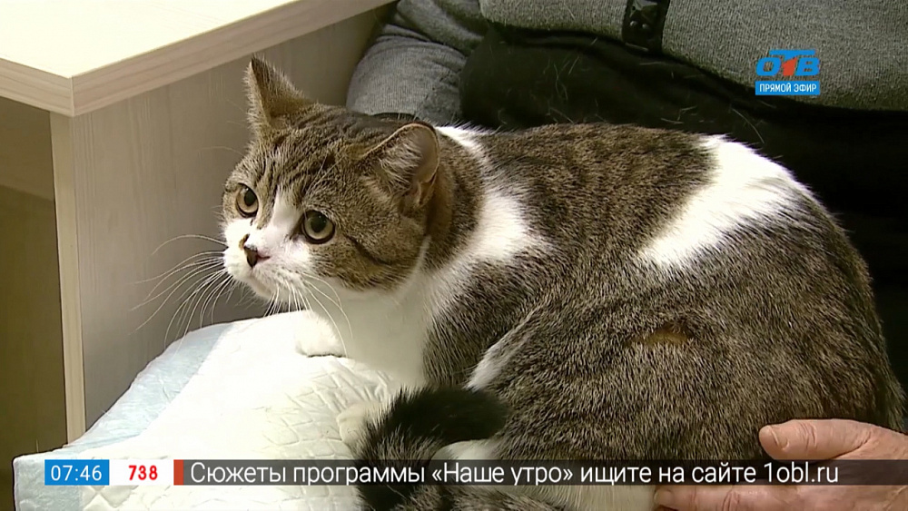 Пушистое утро — ожирение у домашних животных