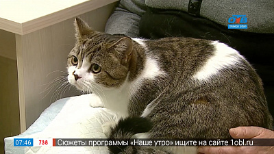 Пушистое утро — ожирение у домашних животных